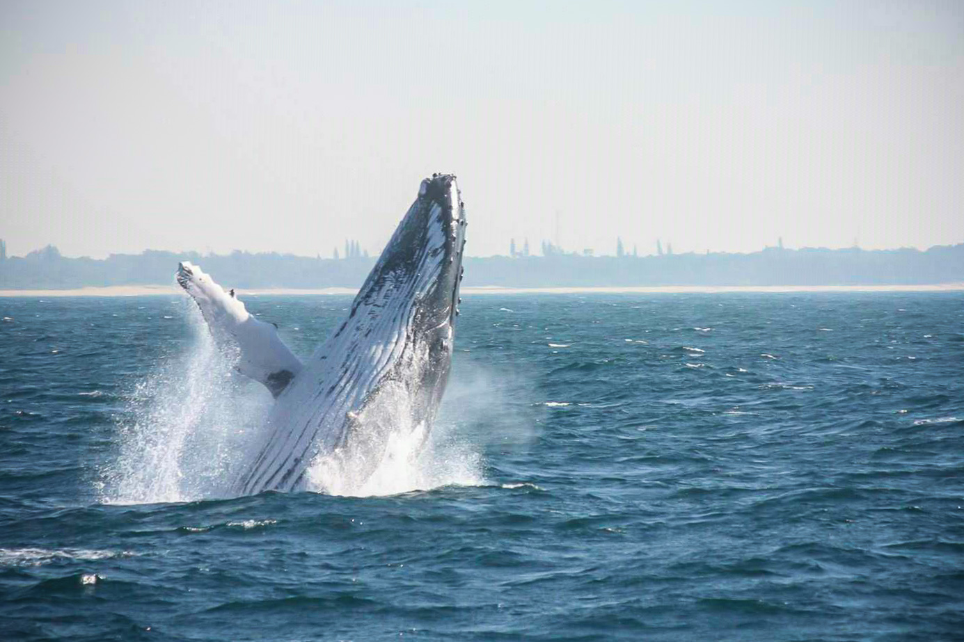 Hump Back Whale iSimangaliso