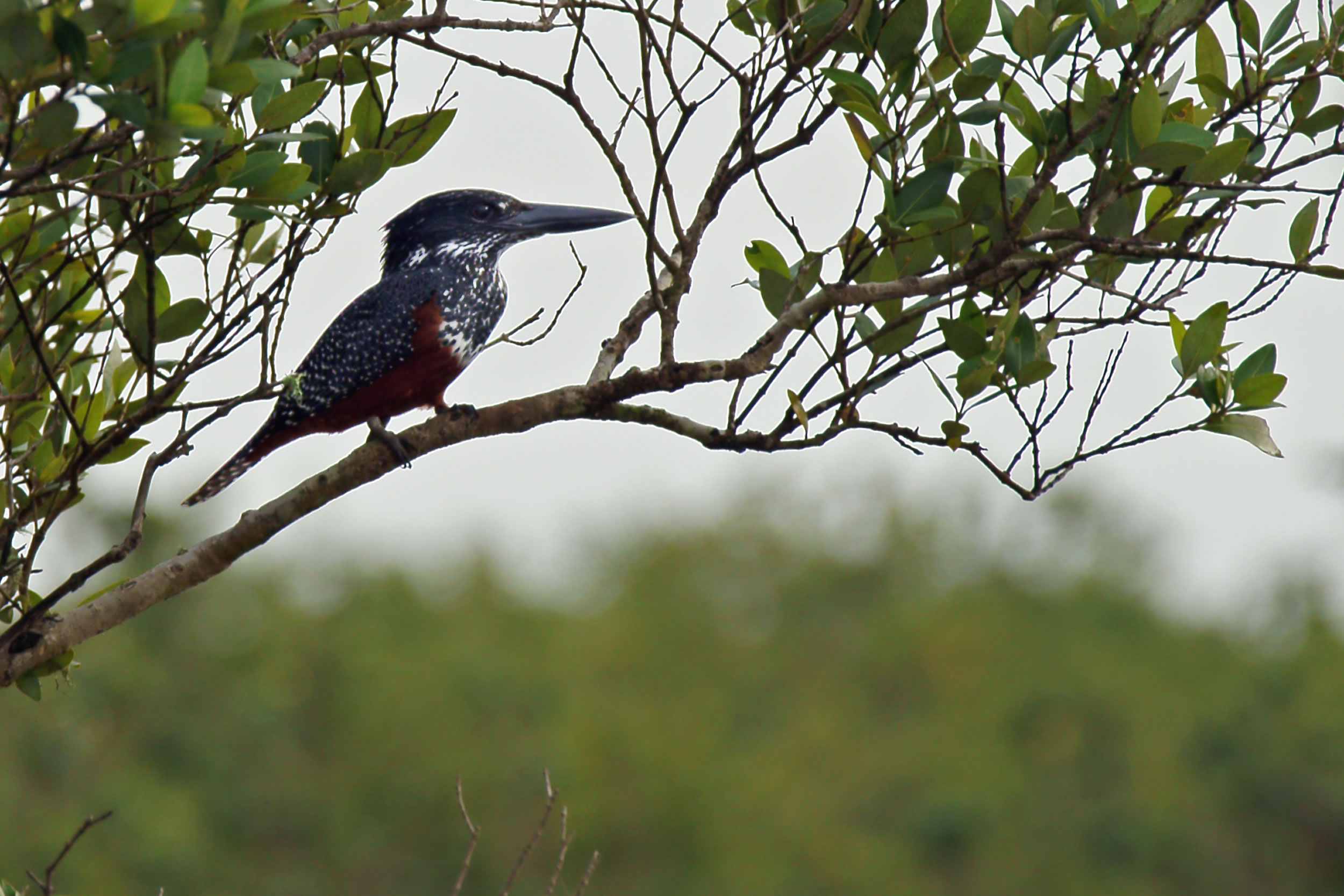 iSimangaliso Bird Watching