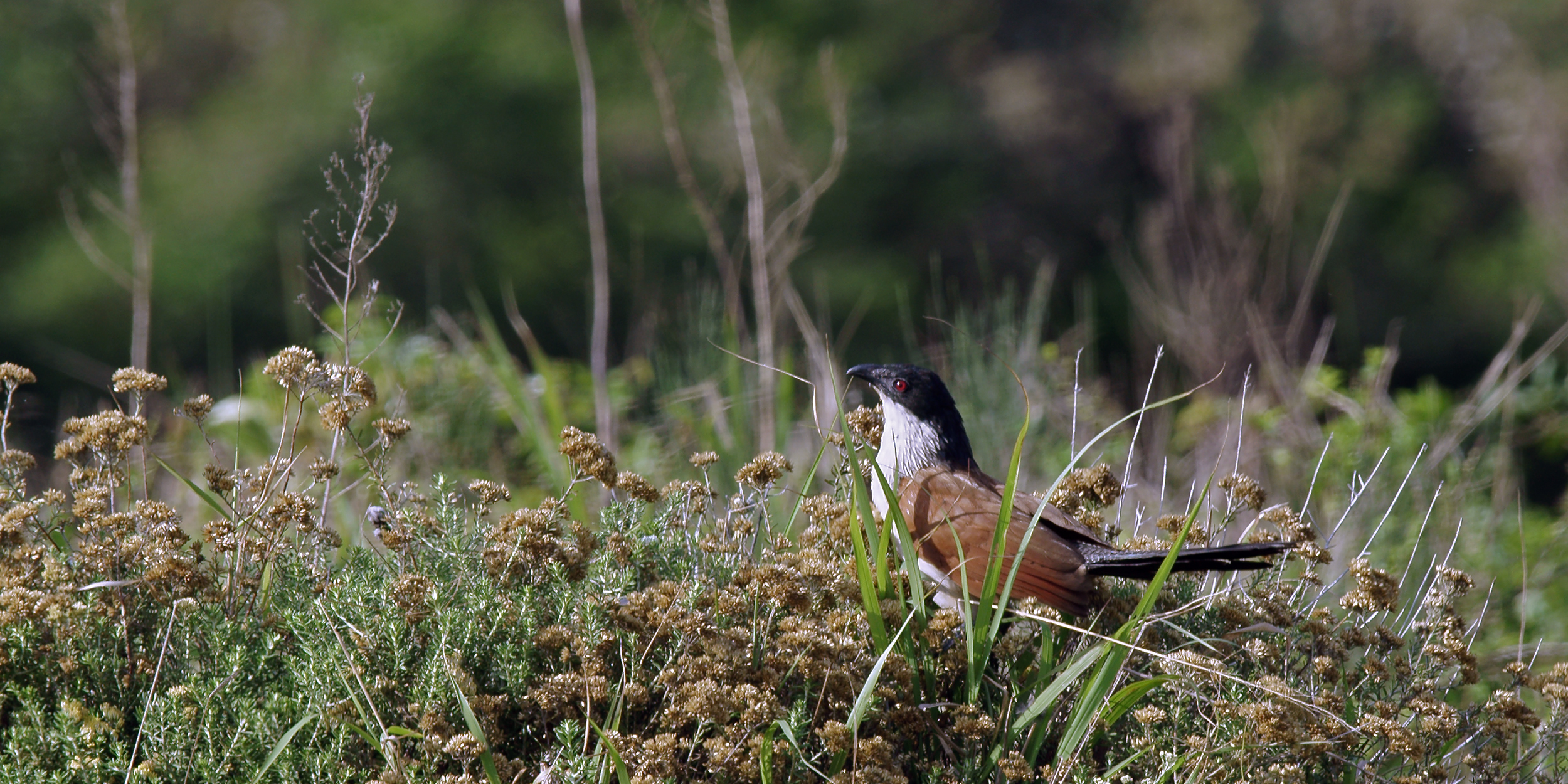 A Rich Sanctuary for <b>Birdlife</b> and <b>Estuarine Creatures</b>