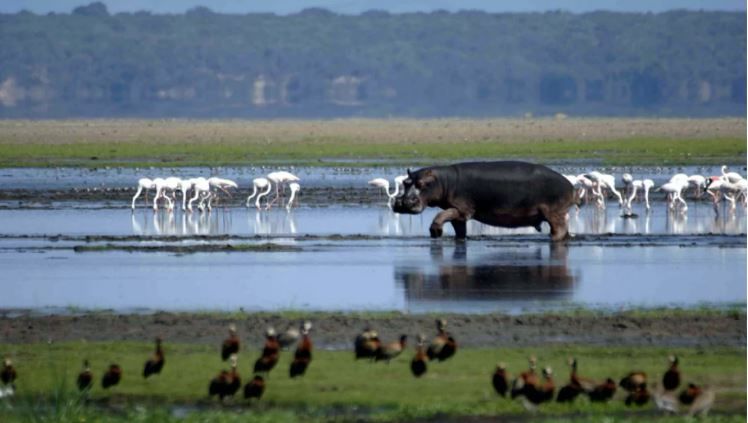 Leading UK travel experts choose iSimangaliso Wetland Park as a must-see destination!
