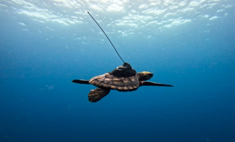 Conservation without borders - TURTLES FIND A NEW HOME
