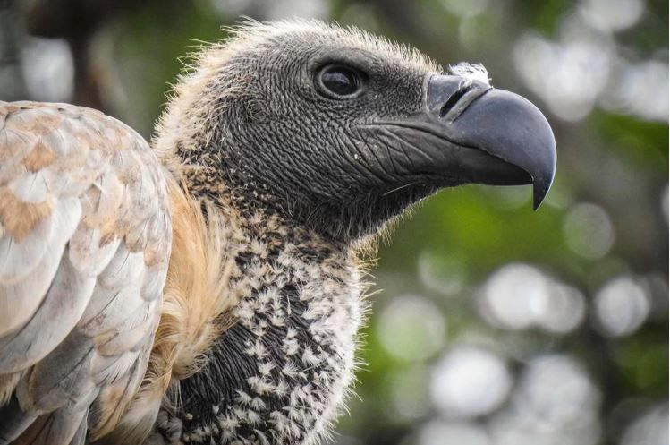 iSimangaliso’s vultures