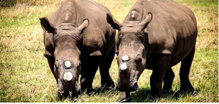 Suspected poacher still missing.