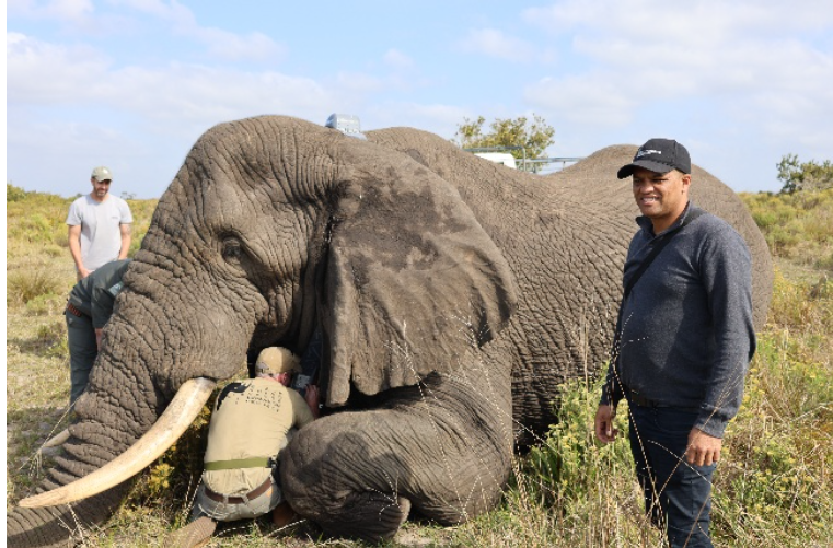 ELEPHANT COLLARING OPERATION IN THE ISIMANGALISO WETLAND PARK
