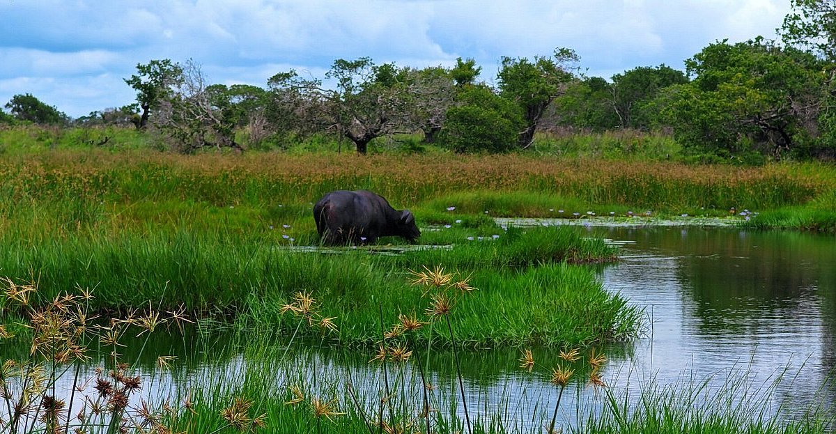 ISIMANGALISO WETLAND PARK SIBUNGAZA USUKU LWAMAXHAPHOSI