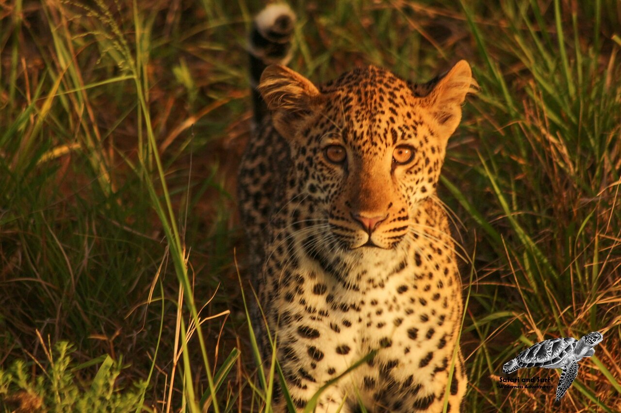 Shonalanga Tours & Safaris