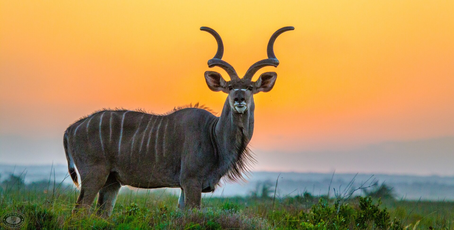 A Landscape <b>Alive with the Big Four</b> and More