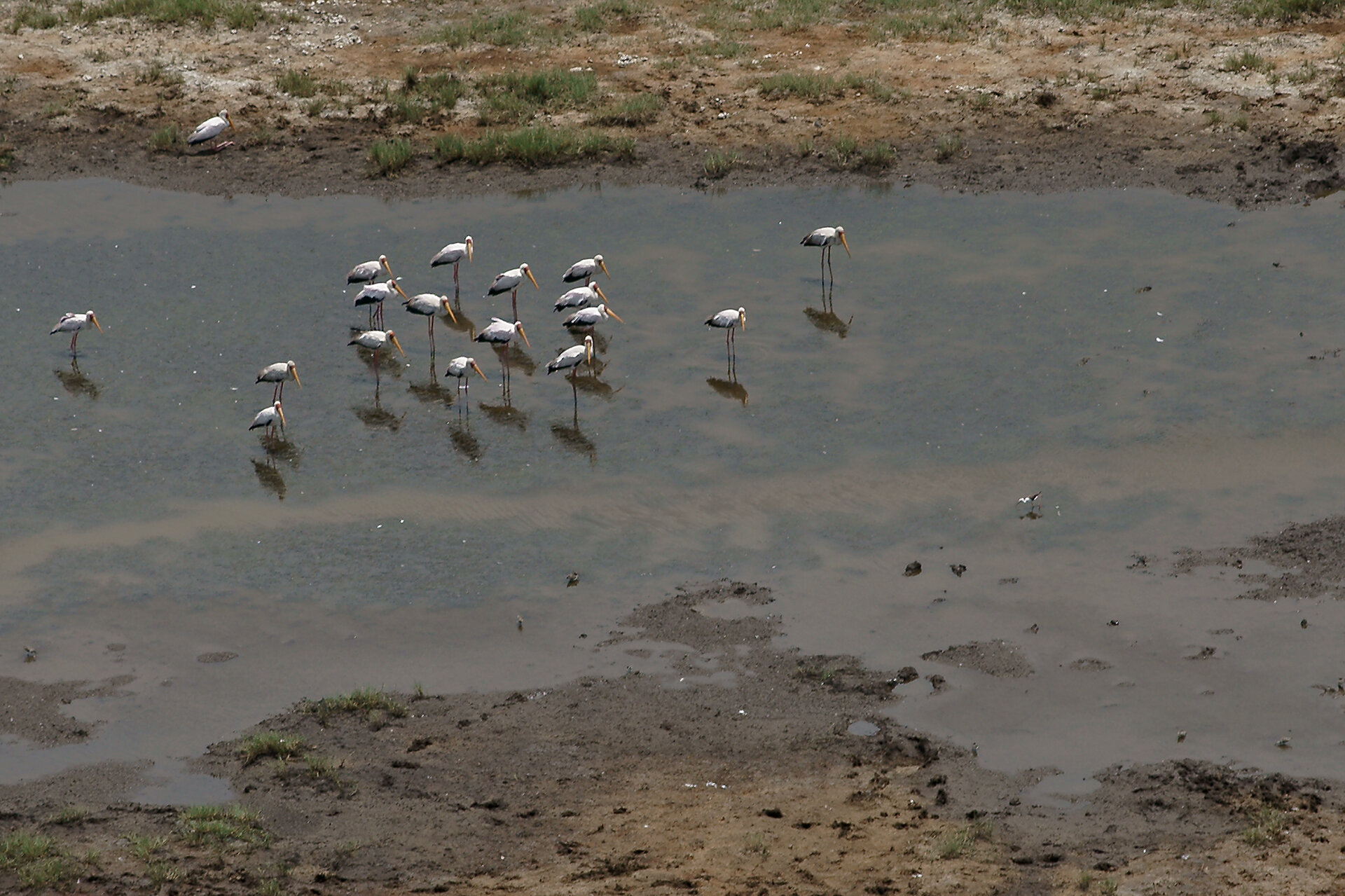 A Haven for <b>Waterbirds</b>