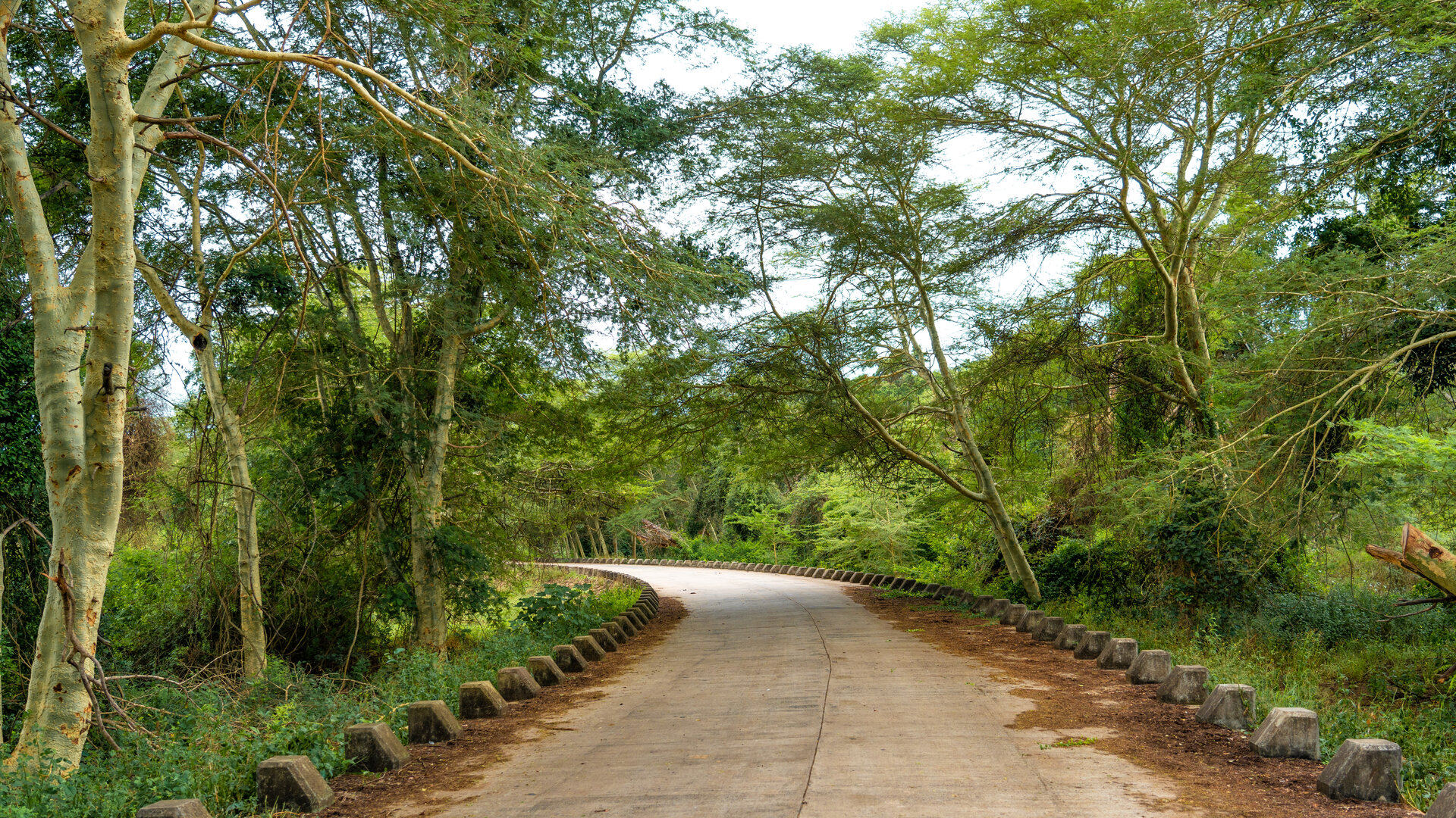 Ancient Forests and Elusive Species