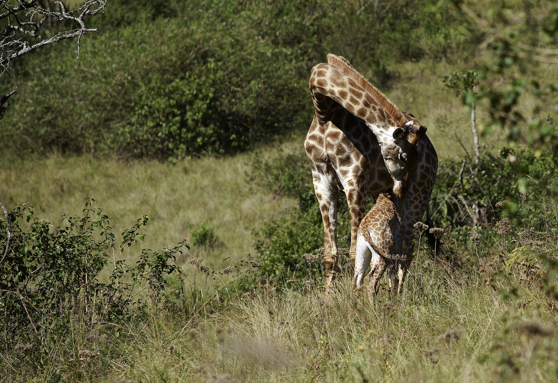 A Rare Coastal Safari Experience
