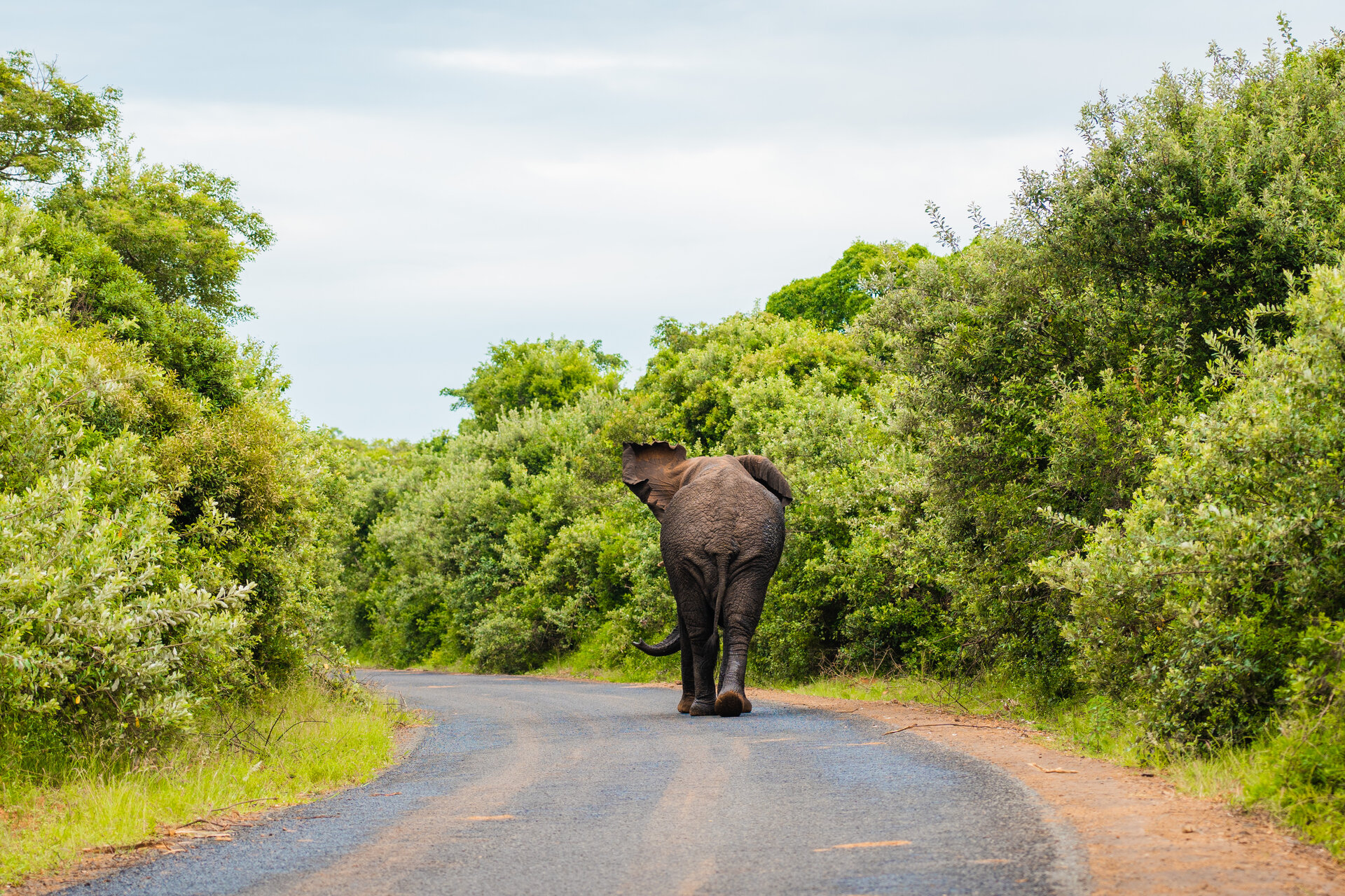 A Safari Experience to Remember Forever