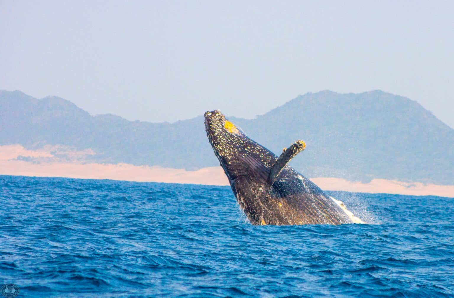 St Lucia Whale Watching